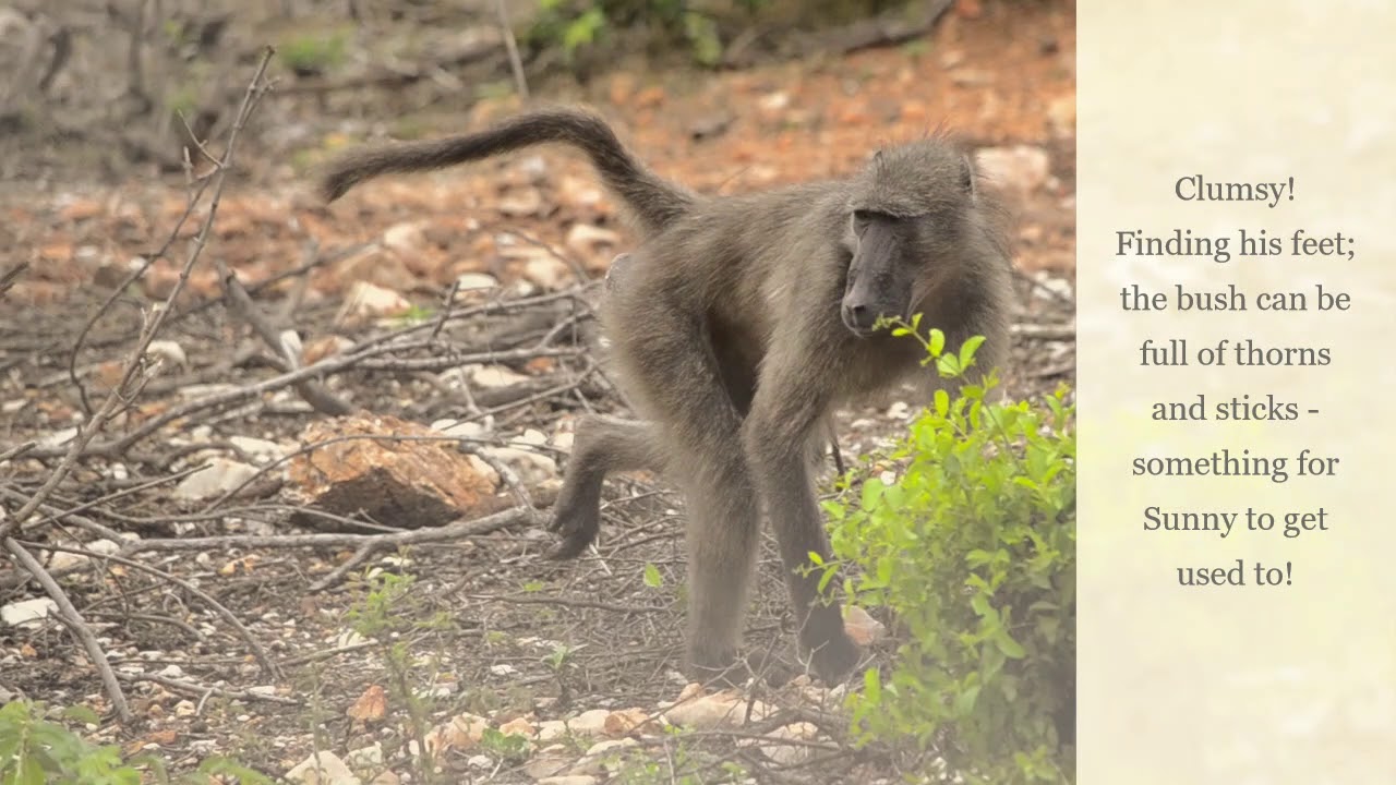 Orphan Baboons Released into Semi-Wild Home