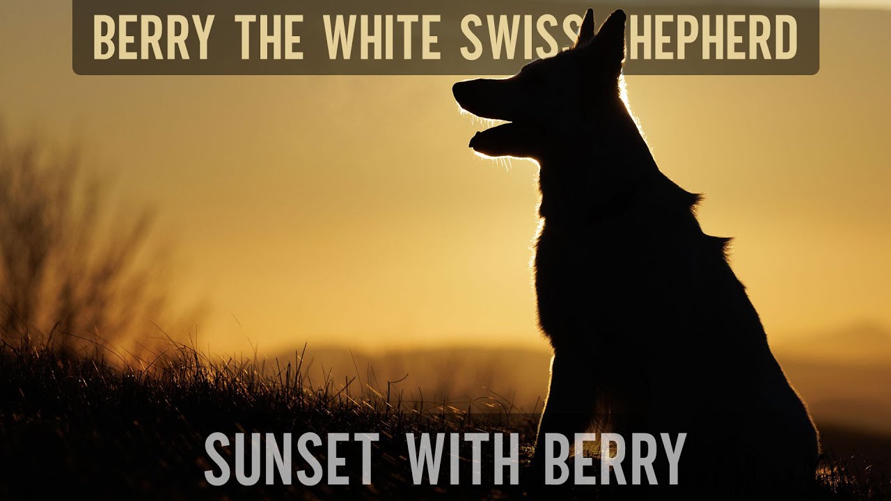 Sunset with Berry the #WhiteSwissShepherd