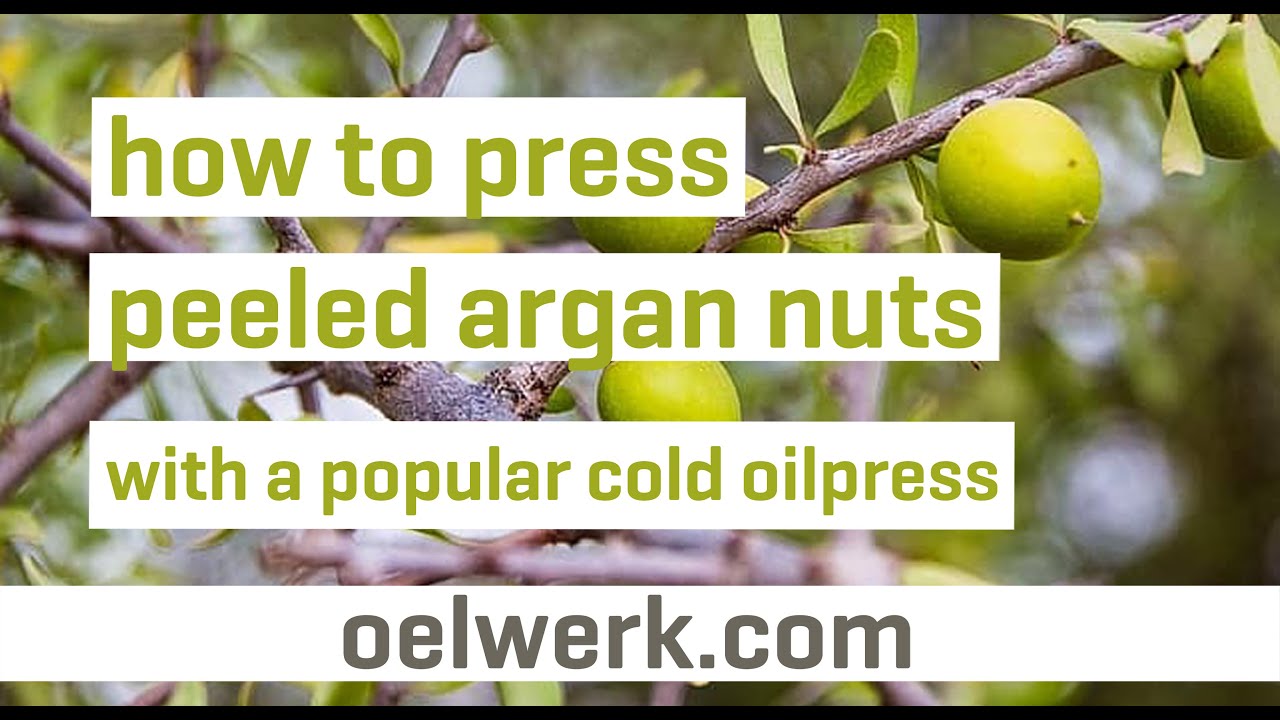 peeled argan nut oil pressing with popular cold oilpress - made in germany