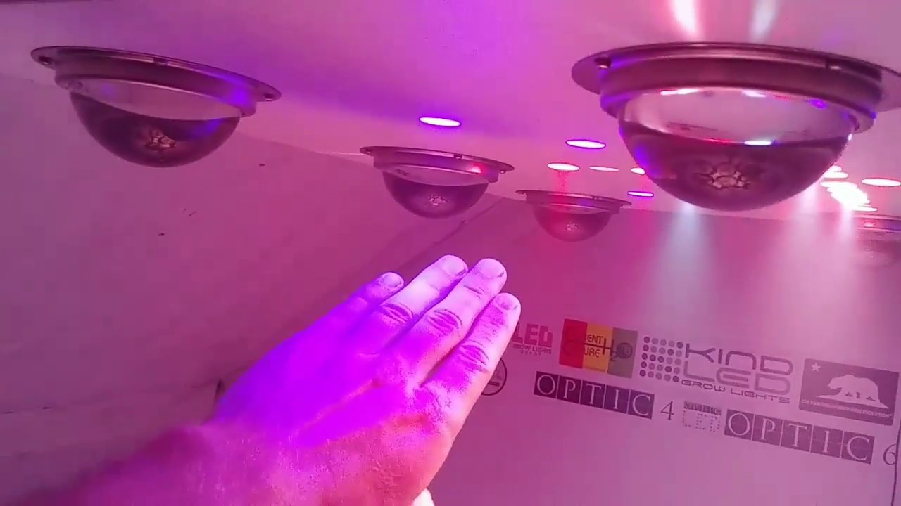 CREE CXB3590 COB LED Grow - Worlwide Cannabis Movement- Optic 8+ & Optic 1 XL