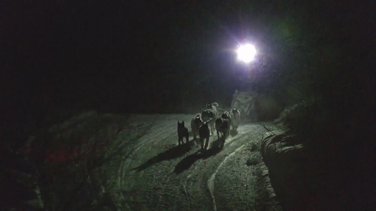 How frigid temps are affecting Beargrease sled teams