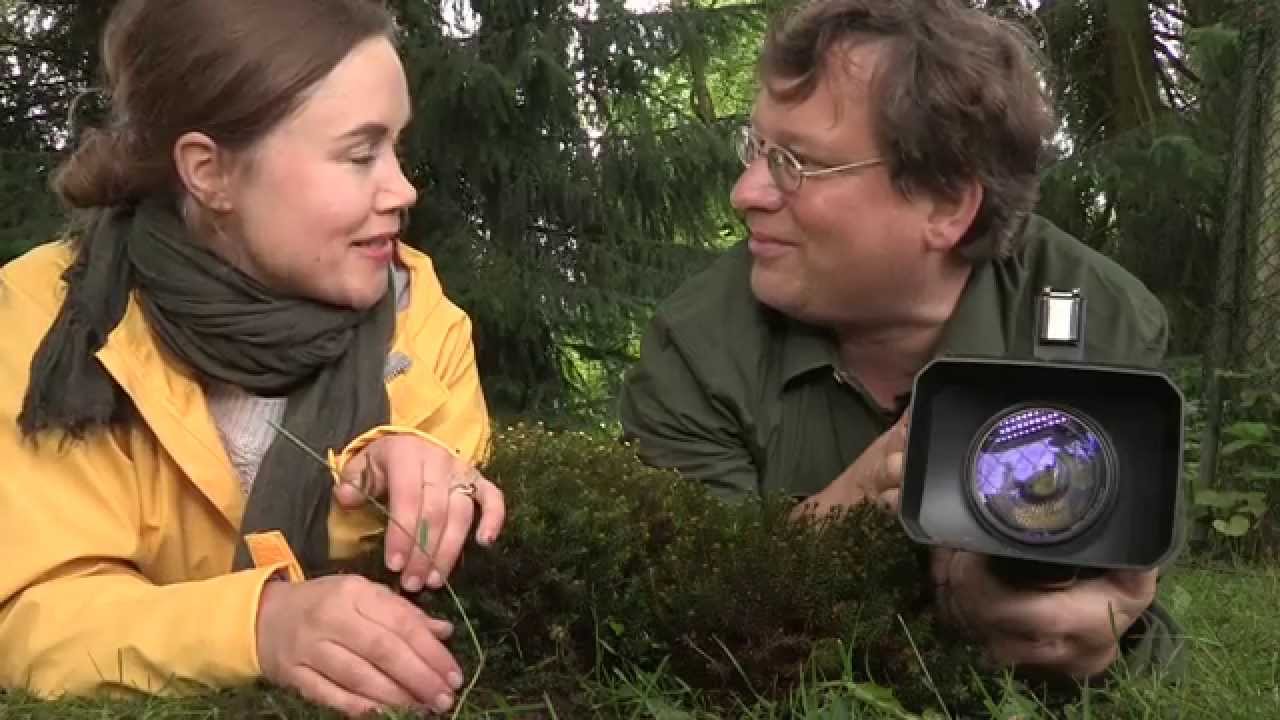 Siebenschläfer 2015