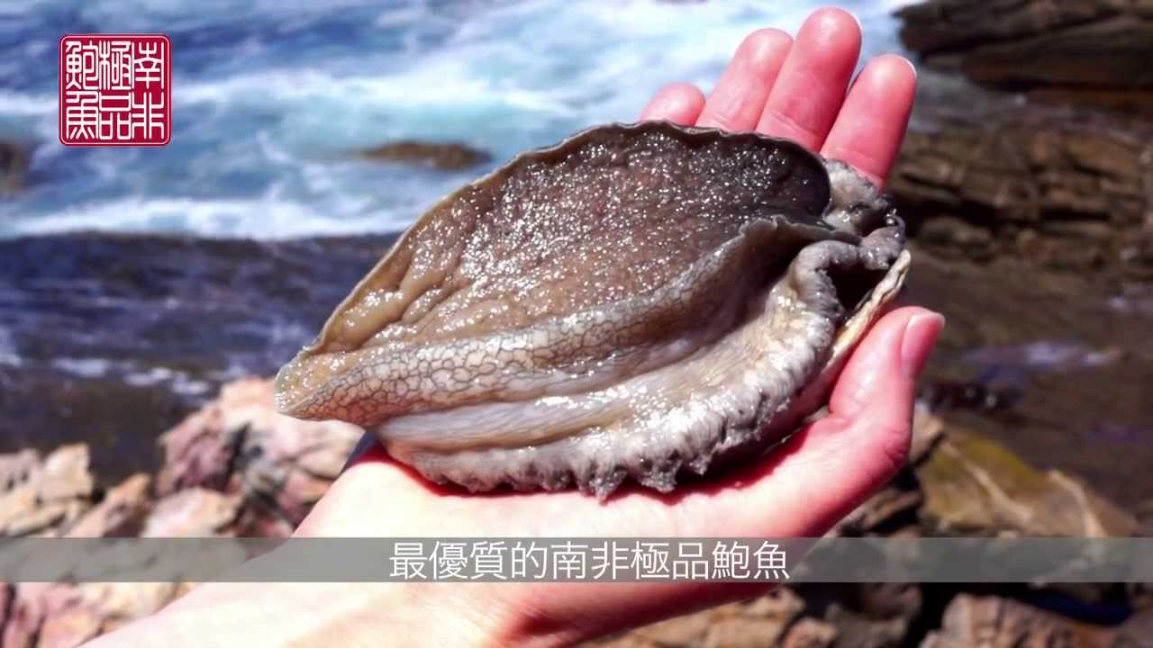 South African Abalone (Mandarin subtitles)