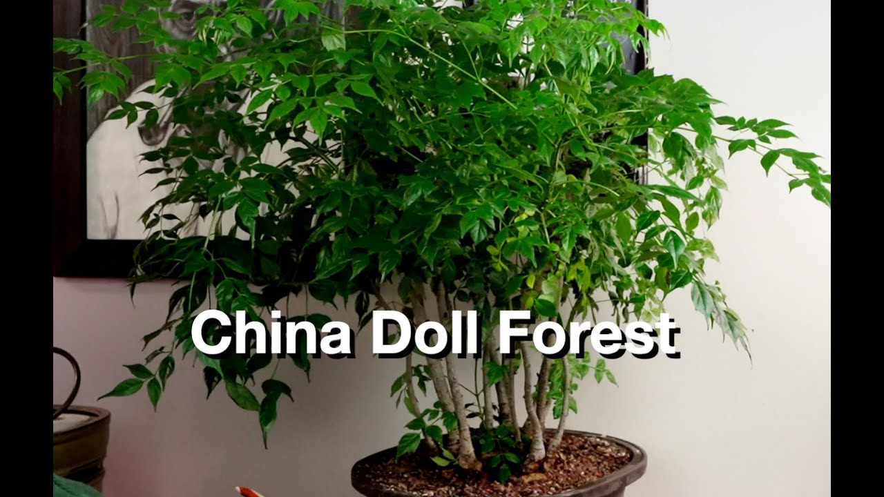 China Doll Forest:  Dave's Bonsai E366