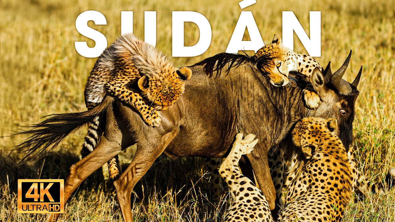 Animales Salvajes | PASTIZALES DE SUD&Aacute;N DEL SUR - La Migraci&oacute;n Perdida | NATUREZA VIDA