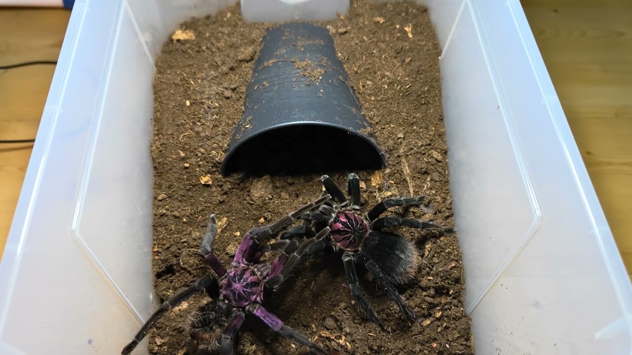Xenesthis sp. 