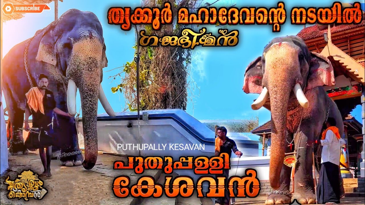 അതിപുരാതനമായ മഹാദേവന്റെ ഗുഹ ക്ഷേത്രത്തിൽ കേശവനും സാരഥിമാരും | puthupally kesavan | thrikoor mahadeva