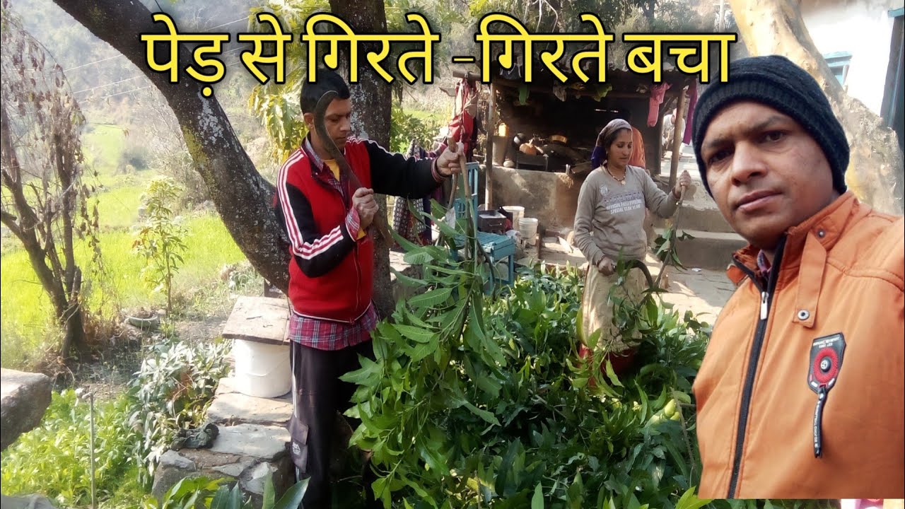 आम के पेड़ से गिरते - गिरते बचा 😘 uttarakhand village life ll 