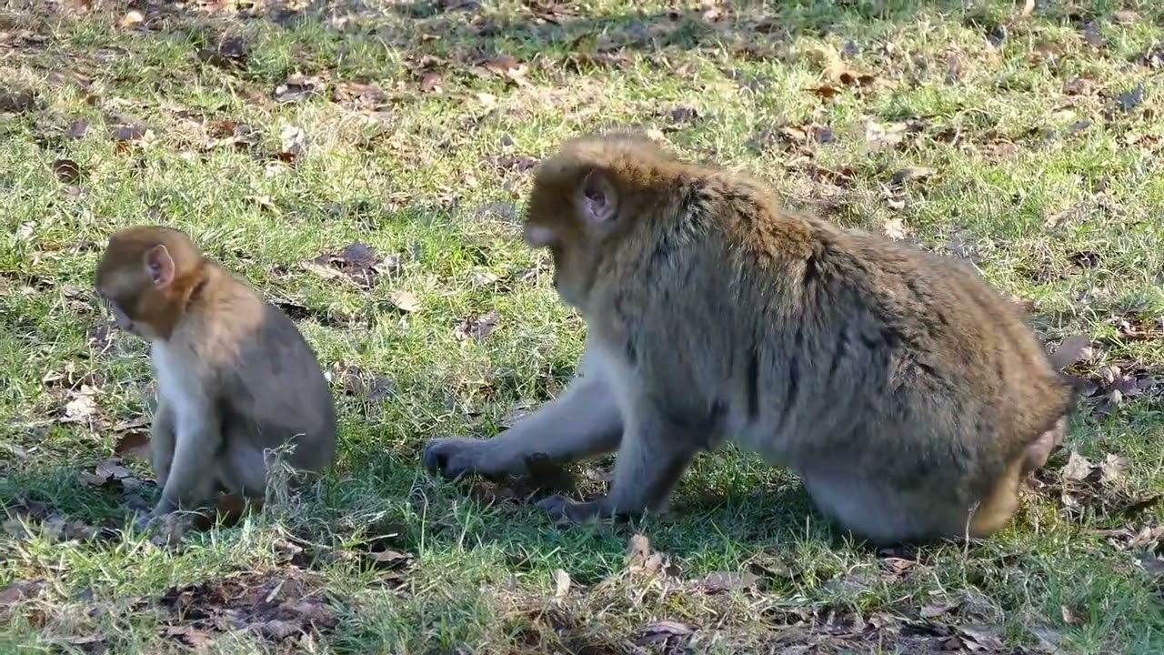 MONKEYS for Kids  Fun Monkey Facts for Children! 3