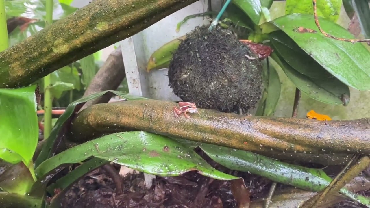 Rainforest dart frog walk through enclosure 