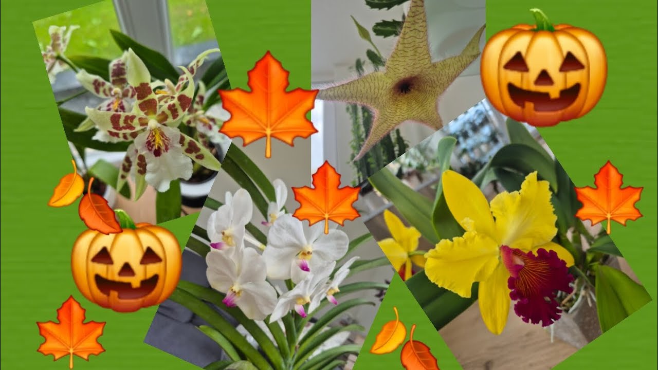 Цветение ОРХИДЕЙ Октябрь 2025 и цветущие новинки 