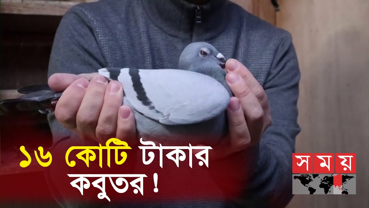 অবিশ্বাস্য দামে সবার চোখ কপালে! | Pigeon Price | Somoy TV