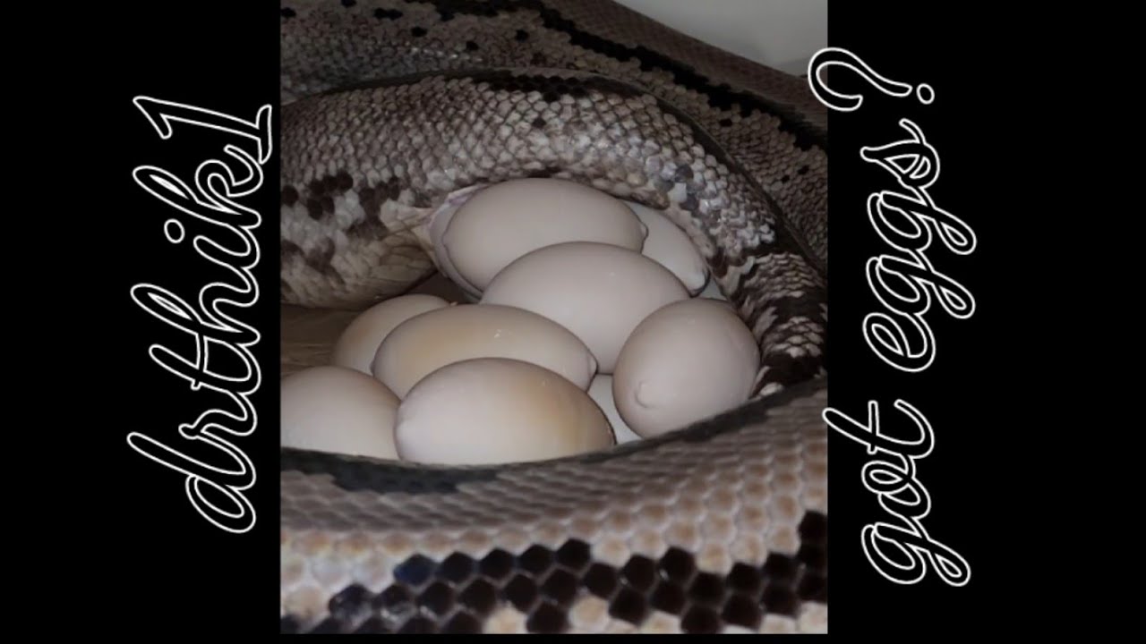 reticulated python lays eggs pt 2