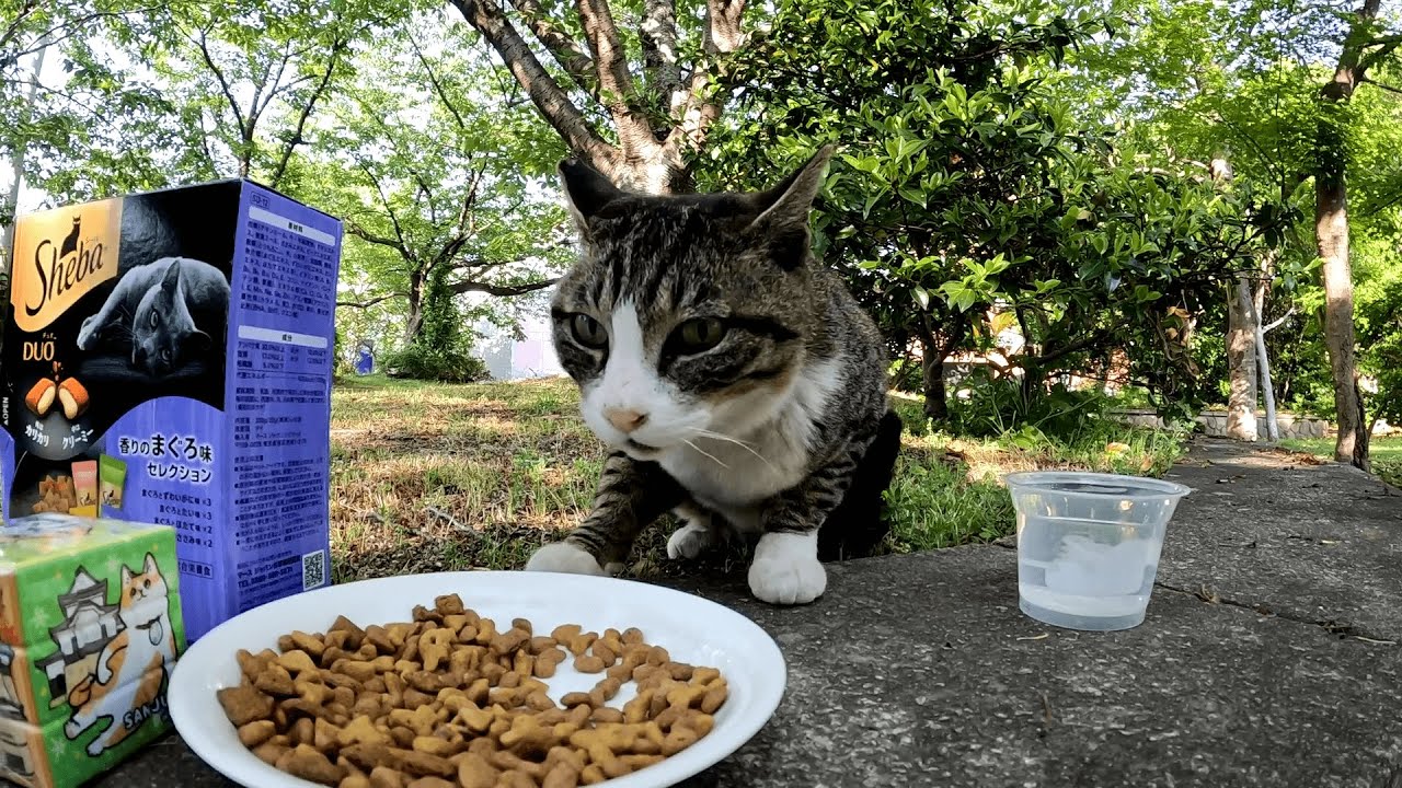 争いごとを好まず自分の順番が来るまでひたすら忍耐強く待って食べる控えめで思慮深いキジシロちゃん、見ていた通行人から感心されて褒められる