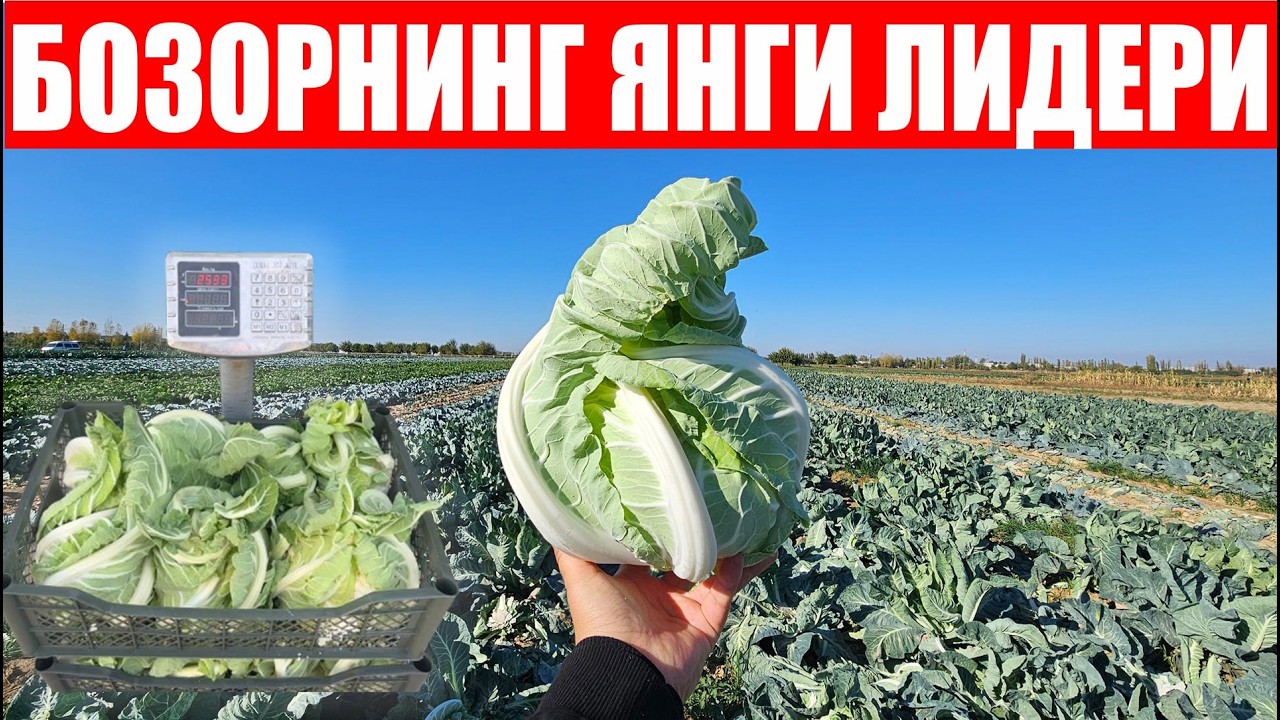 КАРНЕВАЛ F1-Деҳқонлар ва экпортёрларнинг орзусидаги гулкарам (Cauliflower Karneval F1-Sakata)