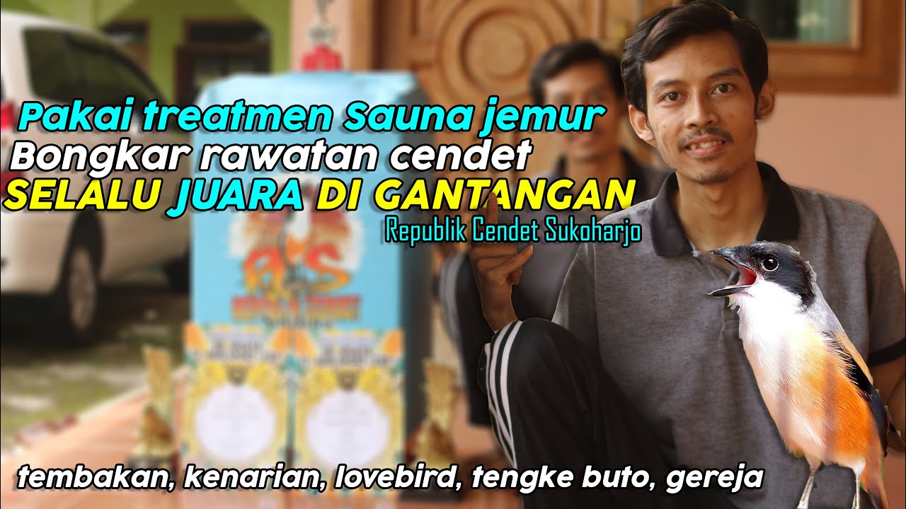 Treatmen Sauna Jemur! Tips Cendet Selalu JUARA 'Subali' Republik Cendet Sukoharjo ! ABID SPORT CUP 1