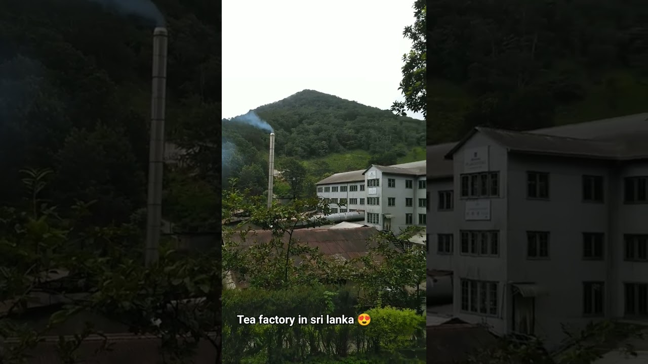 tea factory in sri alnka. 😍😍😍 #tea #srilanka #travel #beautiful