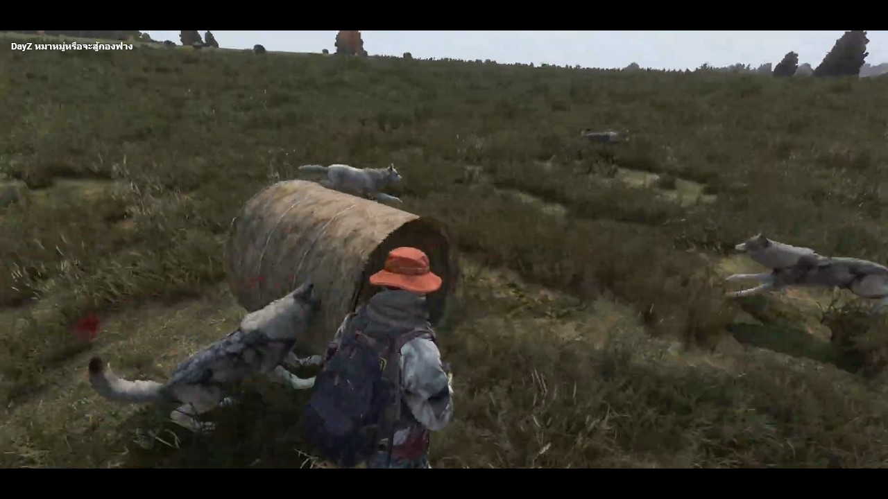 DayZ หมาหมู่หรือจะสู้กองฟาง