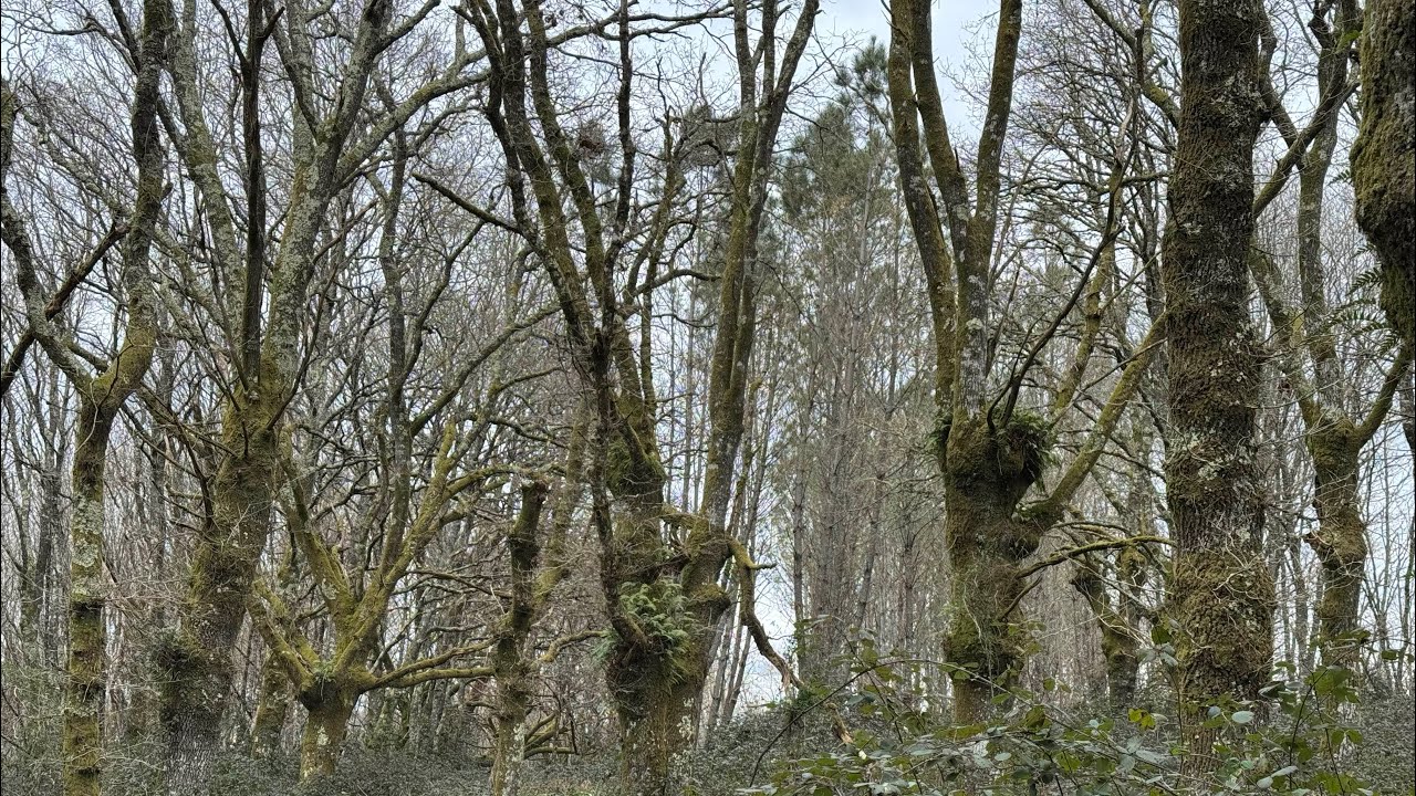 Camino Sanabrés. Etapa 11 (39). Monasterio de Oseira - A Laxe. 31,3 km. 15-03-25.