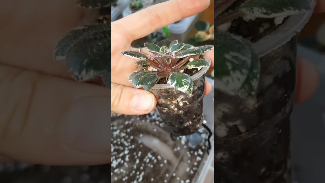Предновогодний Влог🧑‍🎄 Большая пересадка мини фиалок. Посадка и результаты выращивания микрозелени 🍀