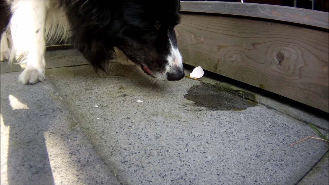 Dog Eating Raw Egg