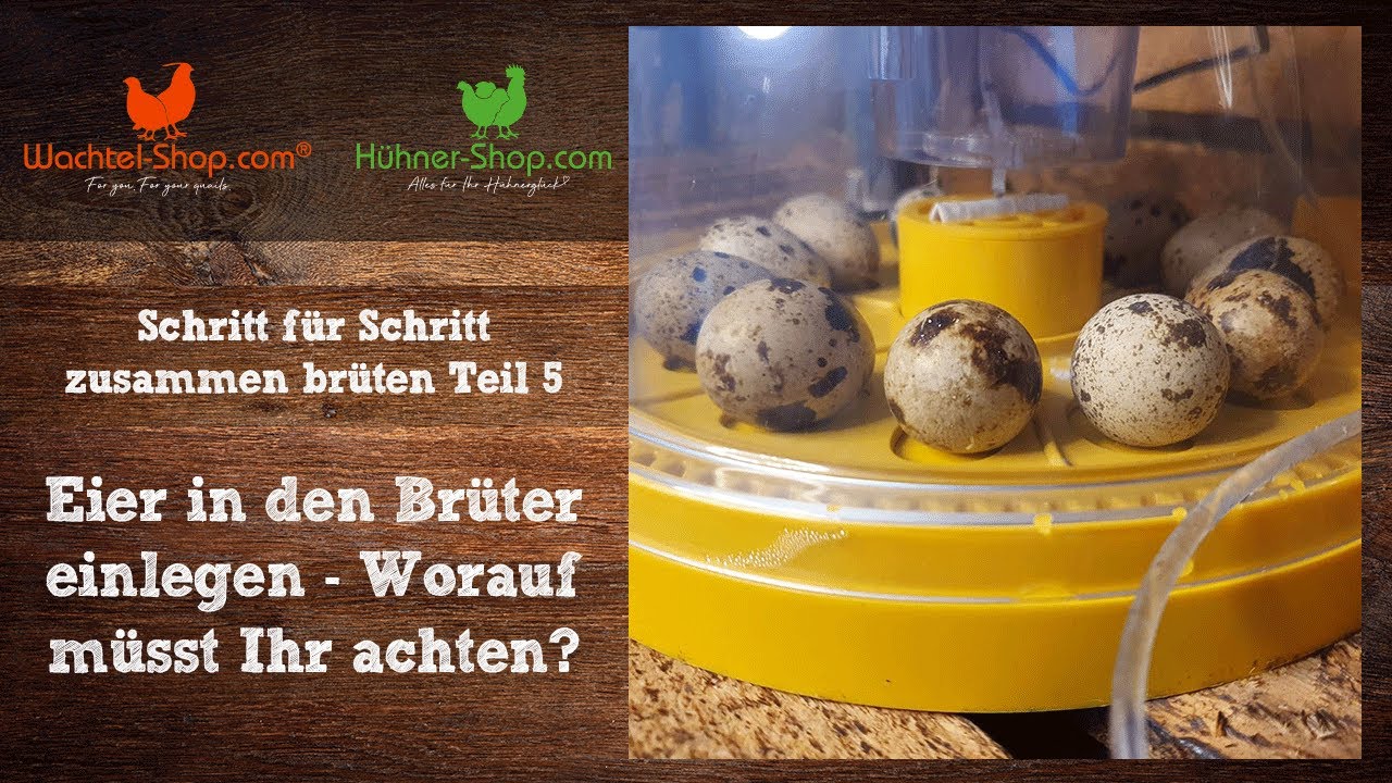 Eier in den Br&uuml;ter einlegen - Worauf m&uuml;sst Ihr achten? | Schritt f&uuml;r Schritt zusammen br&uuml;ten Teil 5