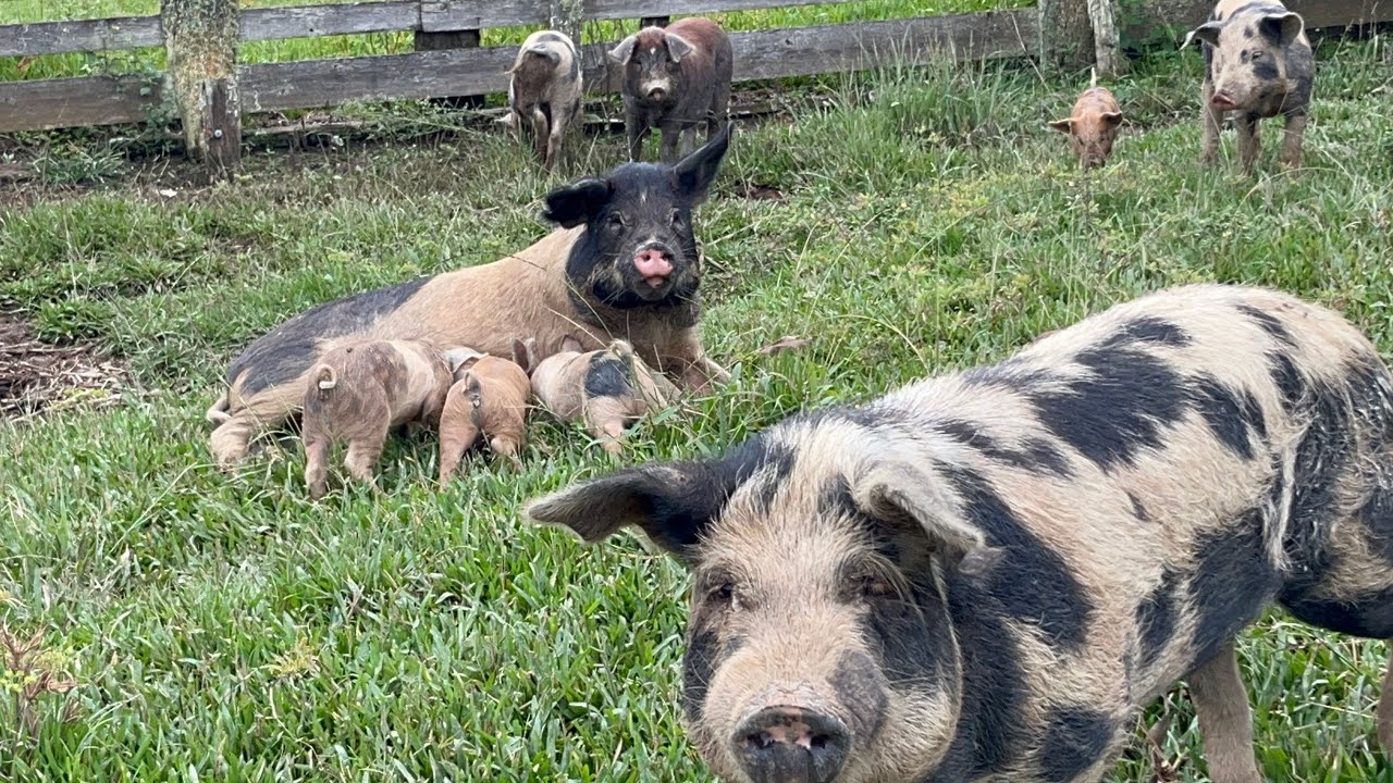 CRIANDO PORCO COMO ANTIGAMENTE -ALOIZIO PAPANDUVA