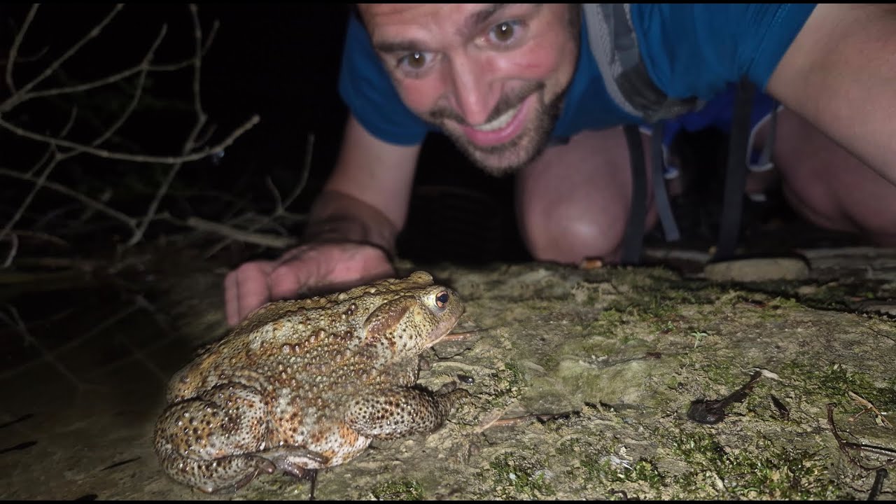 Il ruscello di notte: LUCCIOLE, SANGUISUGHE e PESCI FAMELICI!