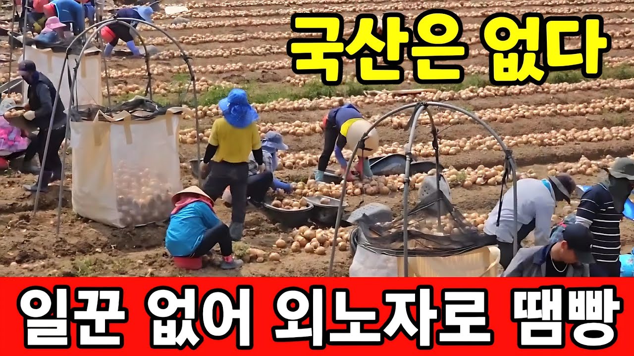 시골에 일할 사람 없으니 외노자만 먹여 살린다