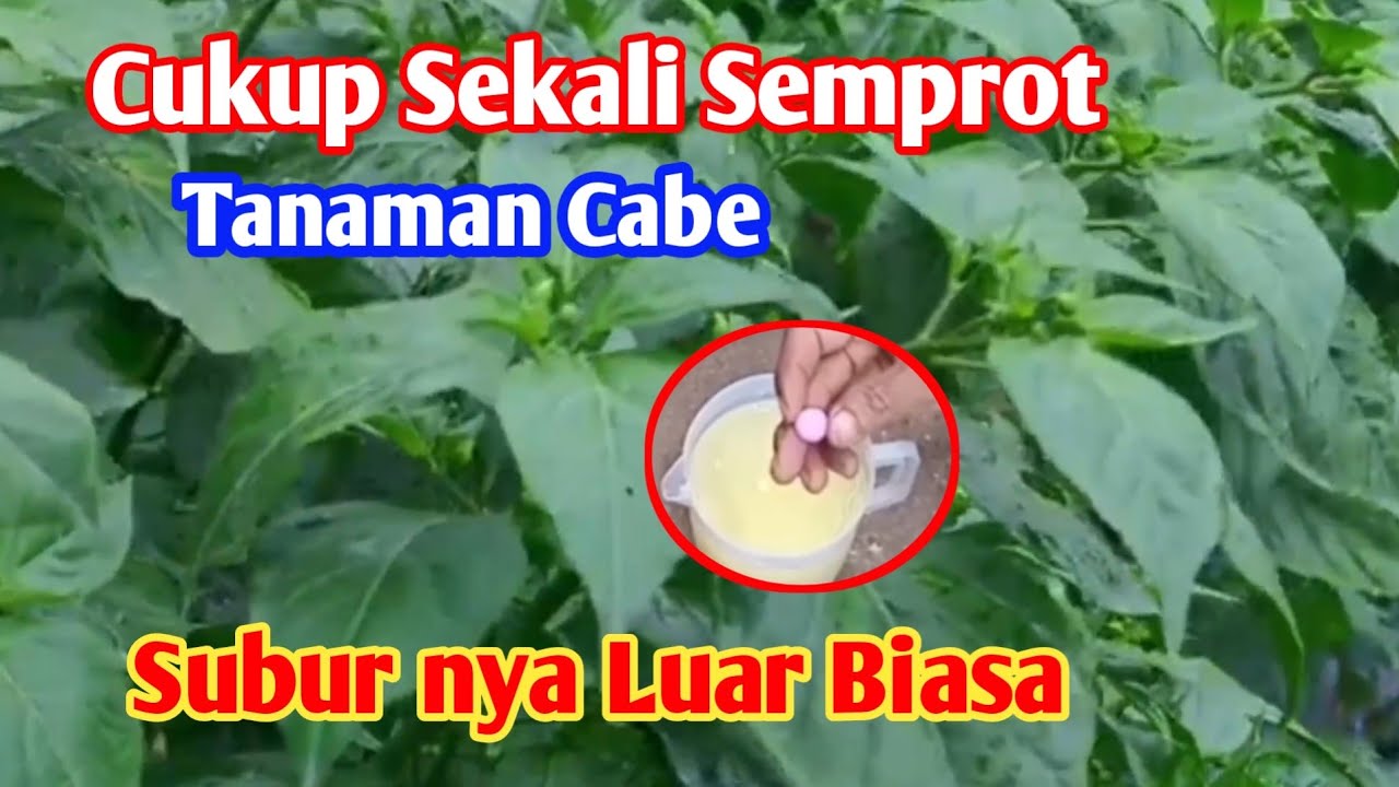 Cukup Modal Satu Butir Sekali Semprot Langsung Subur dan Berbuah Lebat 
