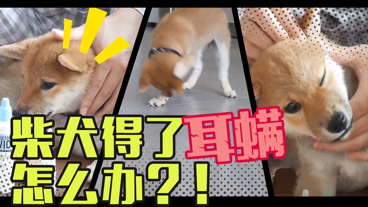我在白俄羅斯，柴犬得了耳蟎怎麼辦？！