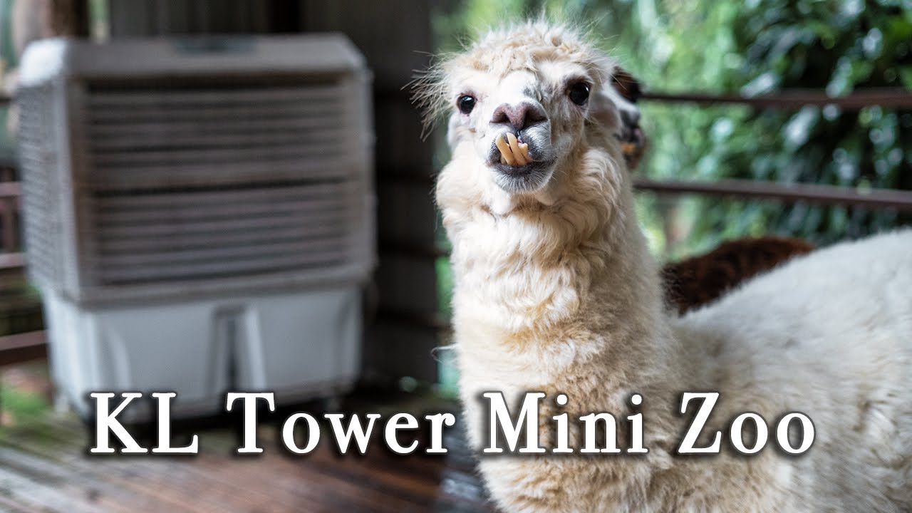 KL Tower Mini Zoo Kuala Lumpur Malaysia【Full Tour in 4k】