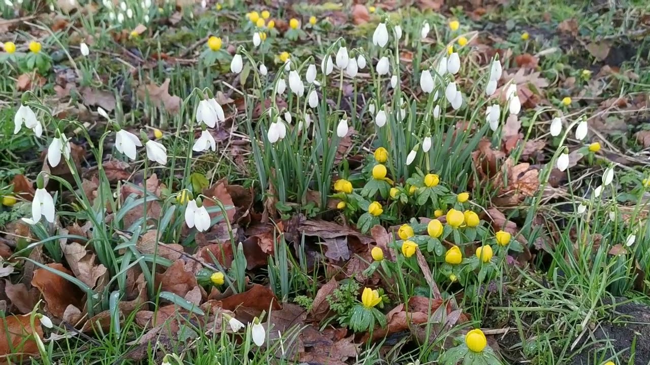 Snowdrops and Aconites