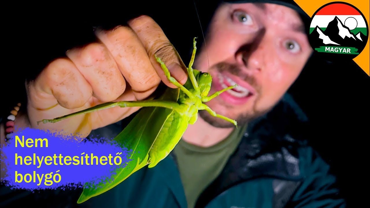 ÓRIÁS LEVÉLSZÖCSKE! Lenyűgöző erdei lakó Ecuadorban! | Brave Wilderness Magyar