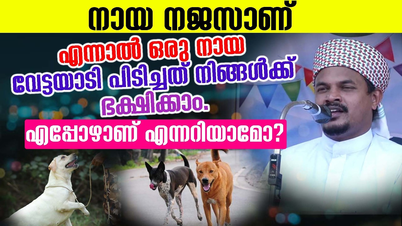 നായ നജസാണ് #എന്നാൽ ഒരു നായ വേട്ടയാടി പിടിച്ചത് നിങ്ങൾക്ക് ഭക്ഷിക്കാം. എപ്പോഴാണ് എന്നറിയാമോ?