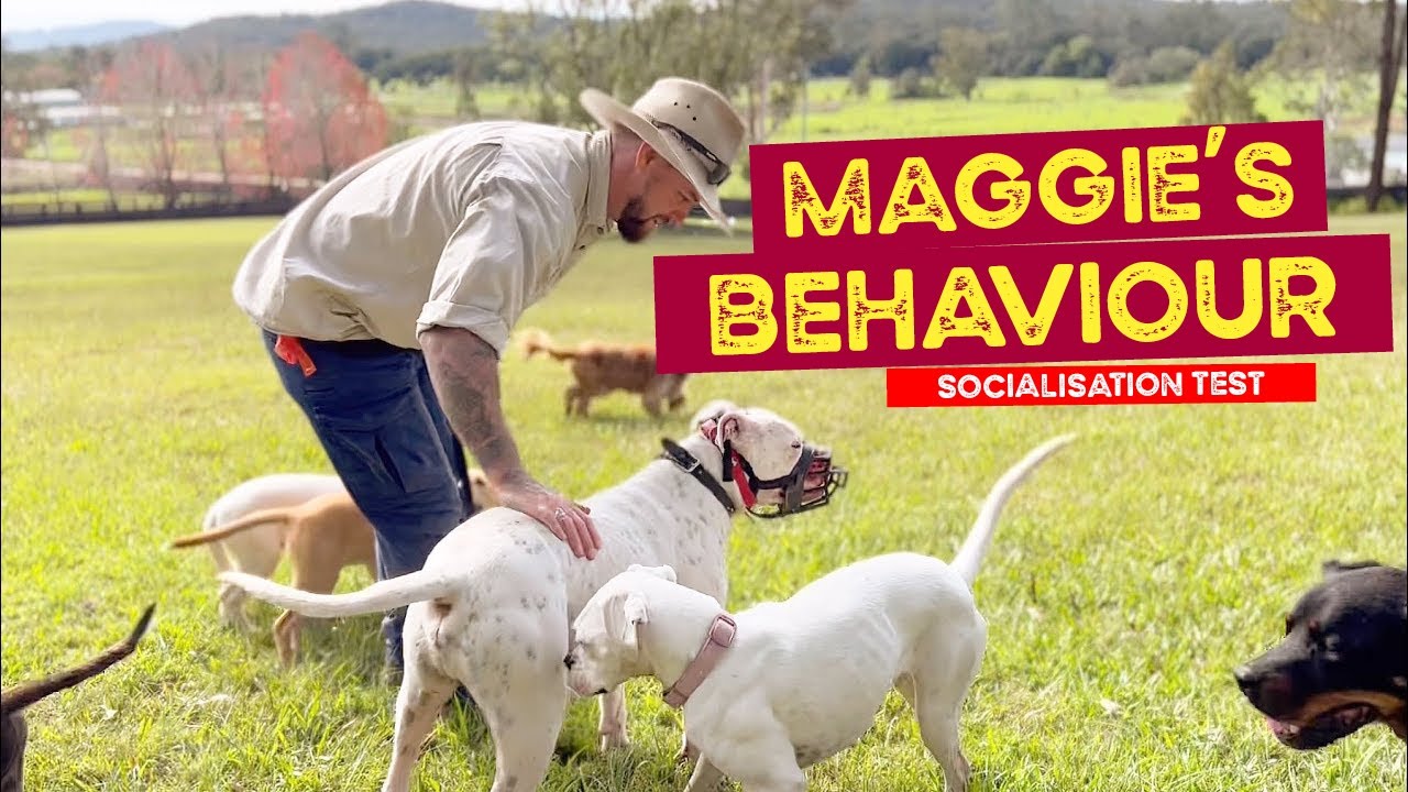 Maggie’s Behaviour, the Shelter Dogs Join in, Free Play Moments