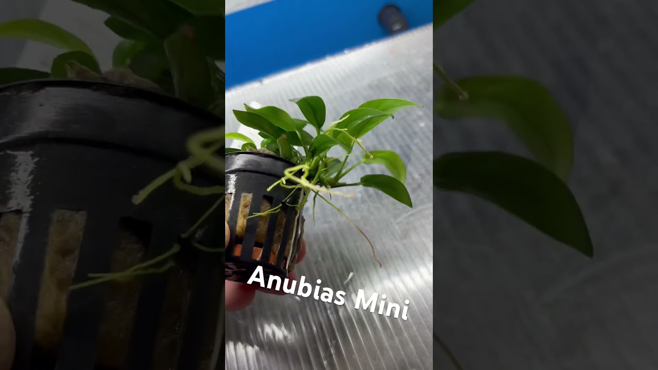 🌿 Anubias Mini &ndash; Easy Low-Light Aquarium Plant