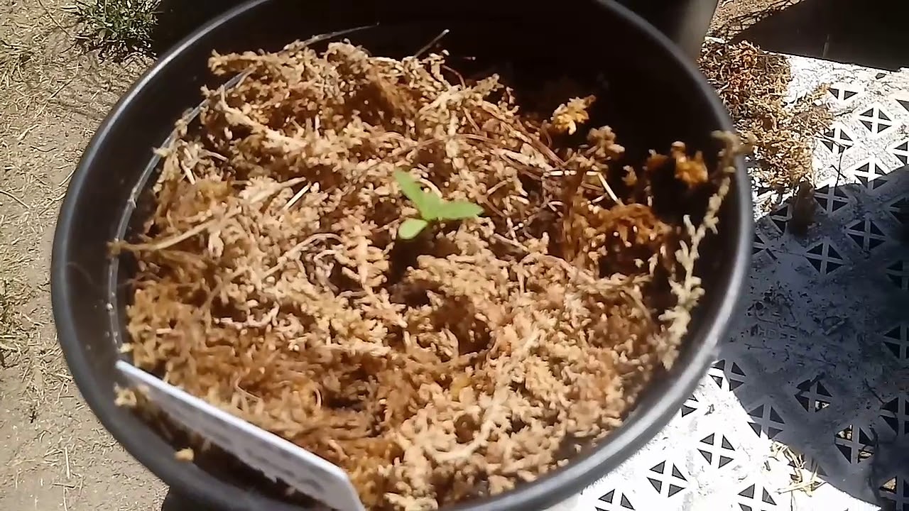 General organic go box grow. 2019 outdoor