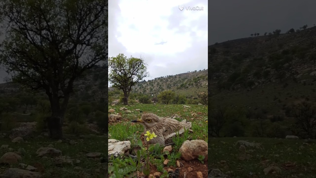 هذا الطائر هو العوسق، ويسمى أيضاً صقر العوسق. 🦅مميزاته:لونه بني مائل للرمادي مع خطوط داكنةعلا سواد..