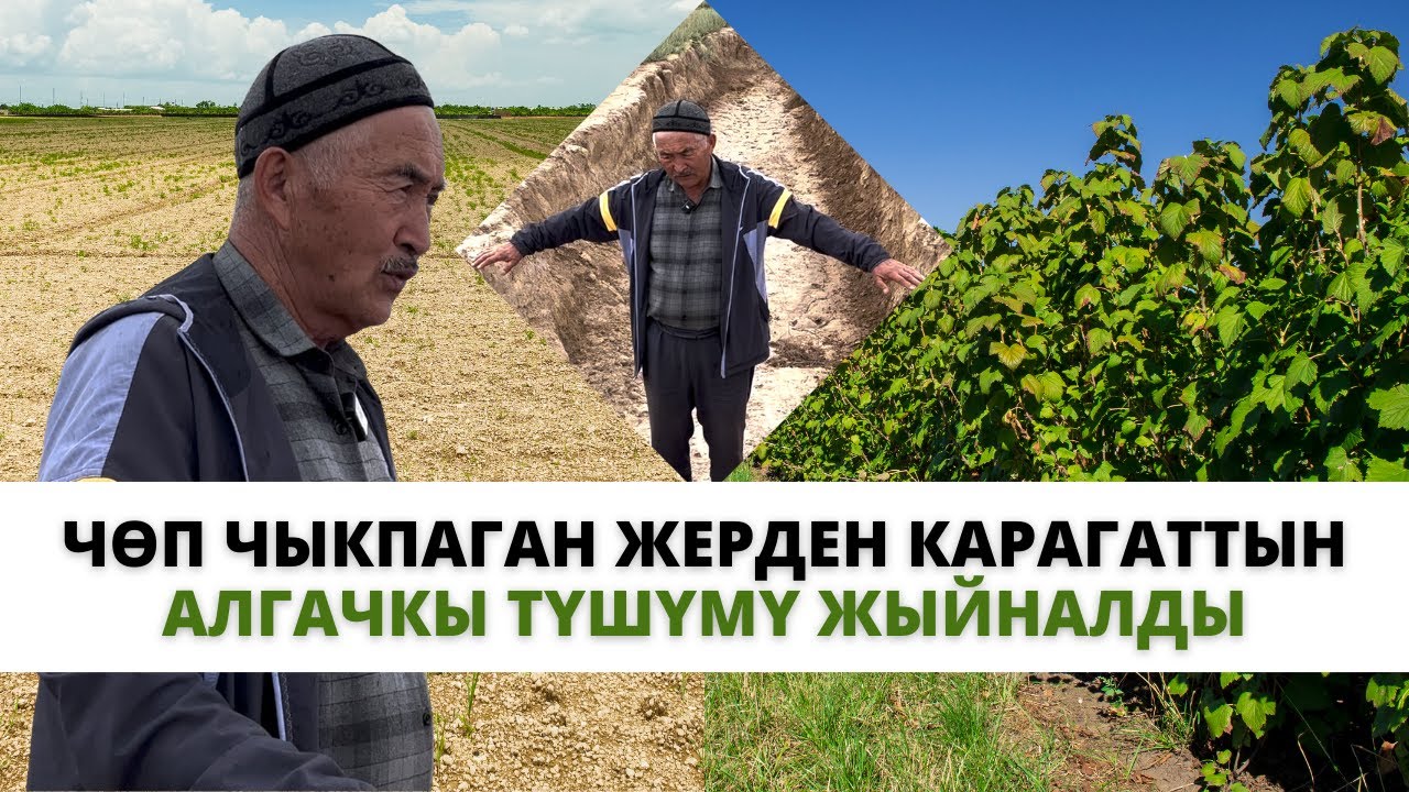 Каралбай калган жерде өскөн карагаттын алгачкы түшүмү