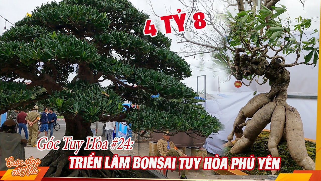 Góc Tuy Hòa #24: Triển Lãm Bonsai Cây Tùng Có Giá 4 TỶ 8 Ở Tuy Hòa || Cuộc sống xứ Nẫu