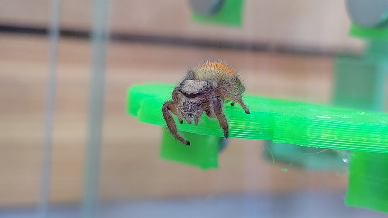 Chill out with a nest build by our female Phidippus Pius Jumping Spider