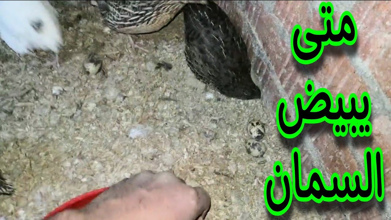 متى يبيض السمان❓وأسباب إنقطاع السمان في البيض ❓