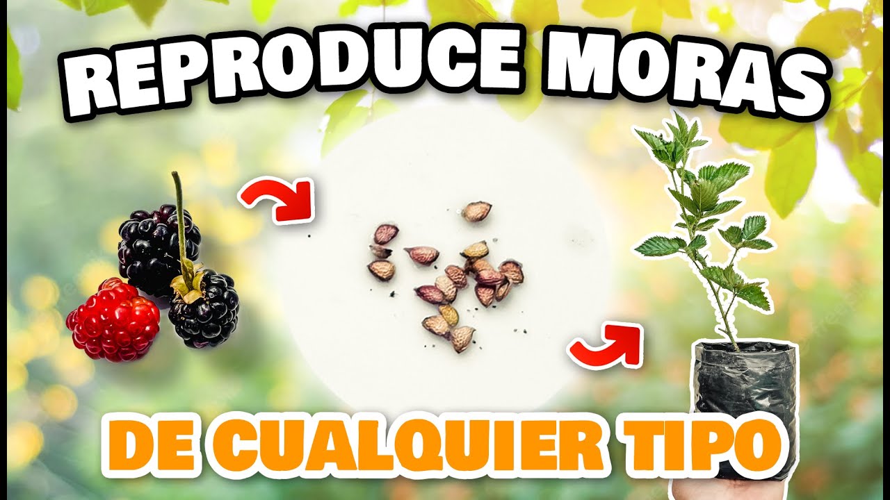 ⭐Semillas GRATIS, Reproduce cualquier mora (Morera) o Arándano Cultívalas en Maceta o en Tierra