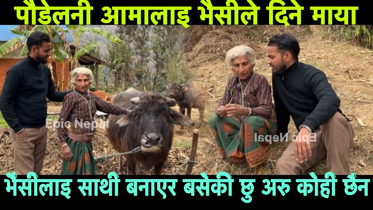 पौडेलनी आमाको साथी भैसी जहा गयो पछी पछी जान्छ Epic Nepal 