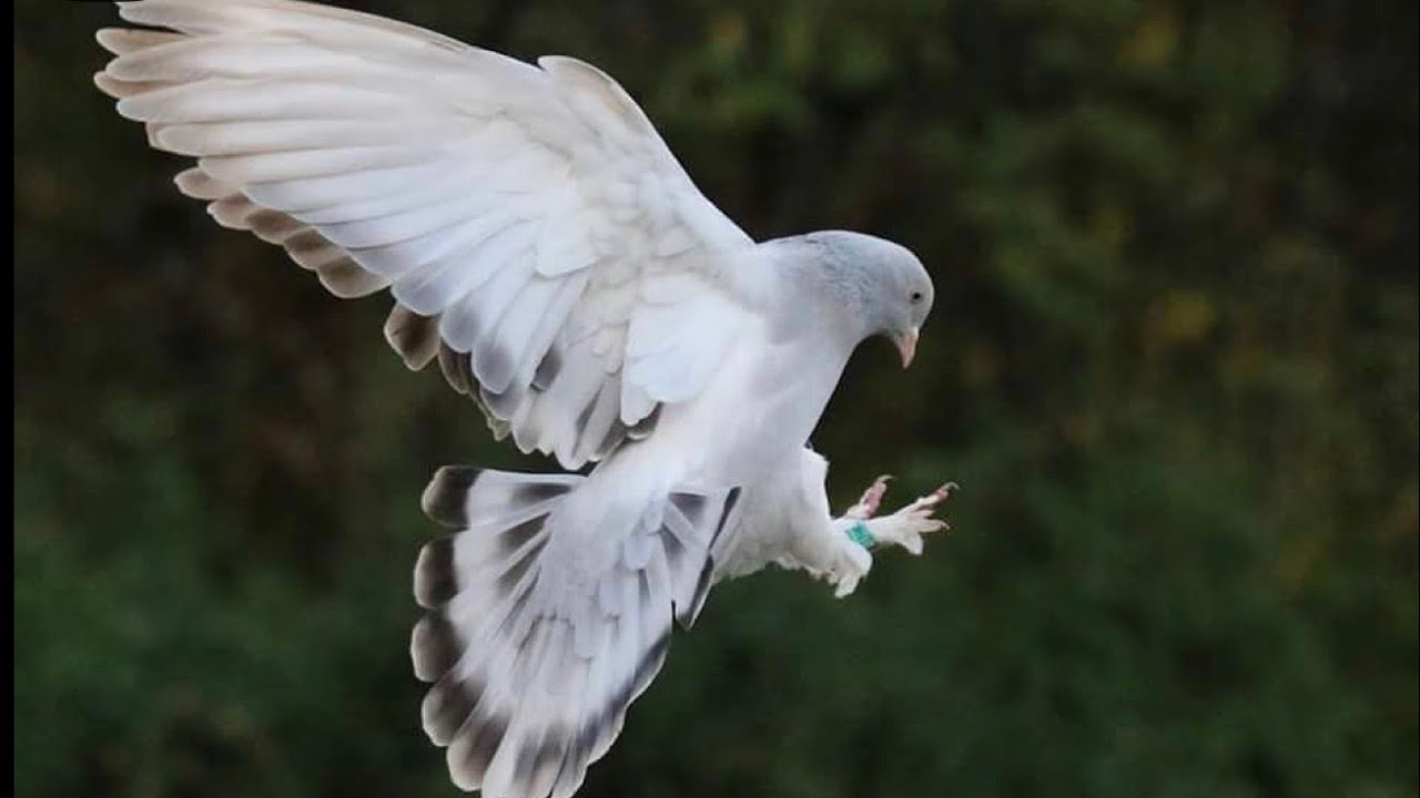 Kümeste Son Durum 🕊️ Maşallah Yumurta Dolu! Gök Güvercin Yine Yaptı Yapacağını