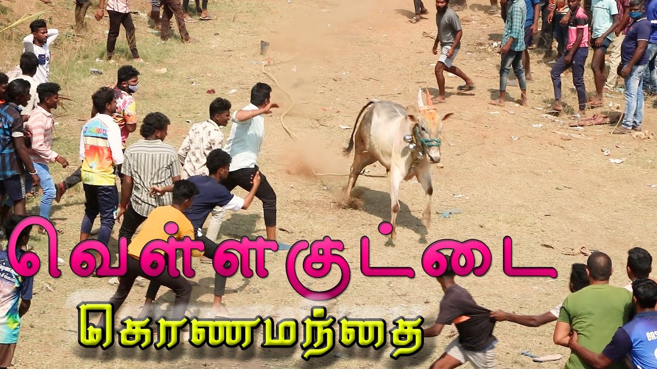 வெள்ளகுட்டை கொணமந்தை எருதுவிடும்திருவிழா   #ksvenkatvlogs #vellakuttai #eruthuvidumthiruvizha