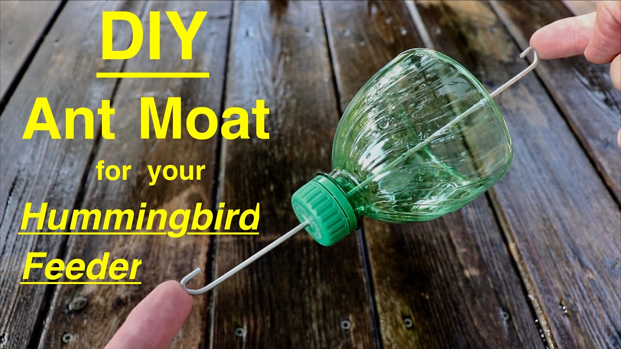 No More Ants ● Simple Diy Hummingbird ANT MOAT