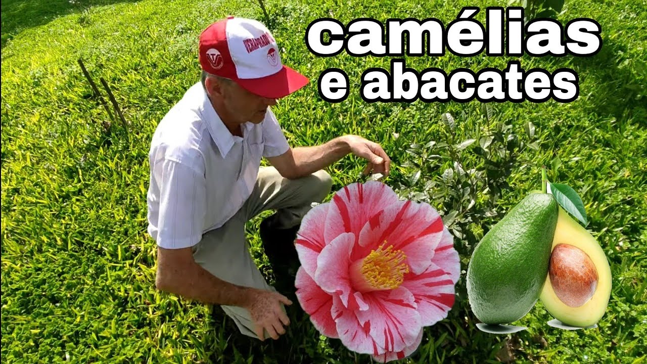 MUITAS DIVERSIDADES DE CAMÉLIAS E ABACATEIRO