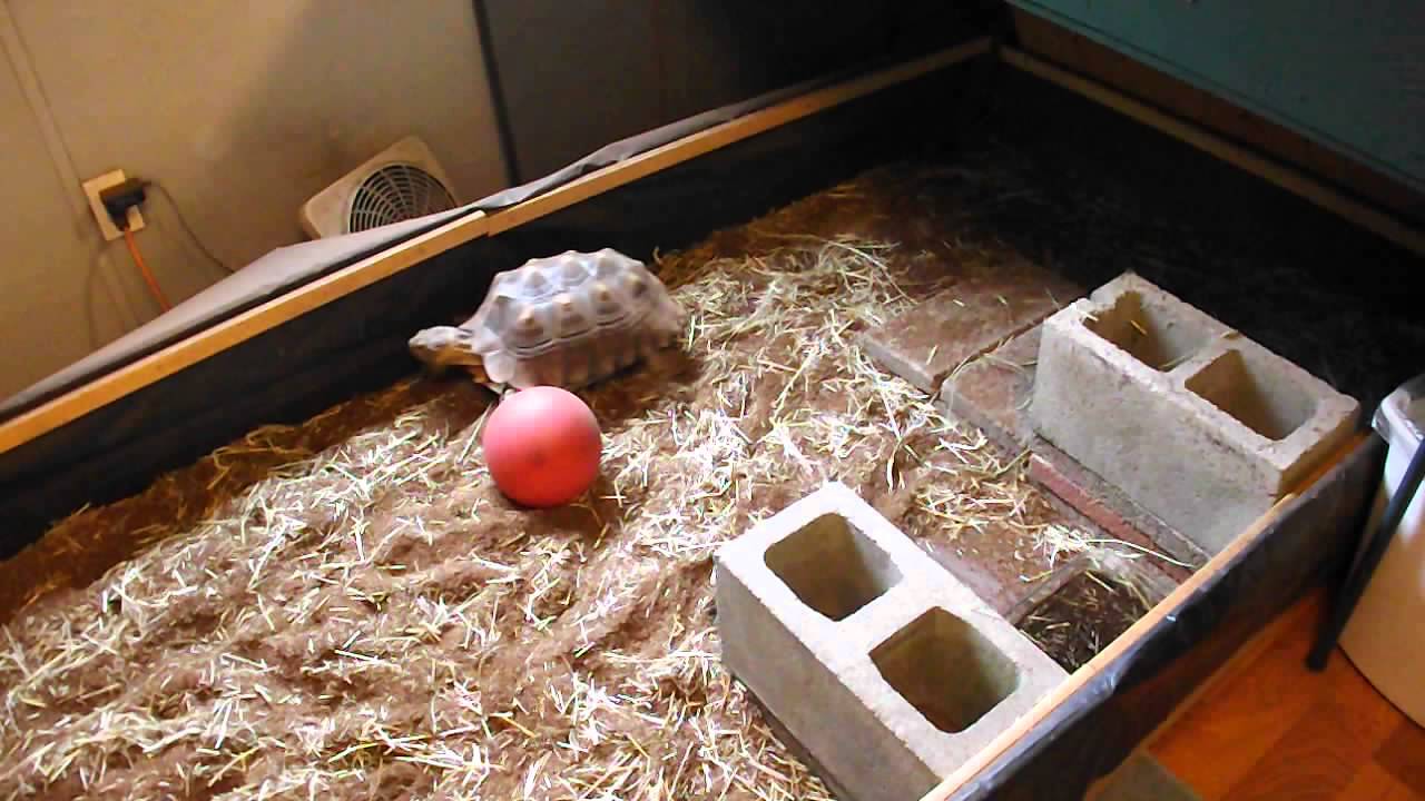 The Turtle Room